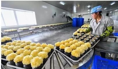 訪企業(yè)、解難題、促“六穩(wěn)”——尤溪 深入項(xiàng)目一線為企精準(zhǔn)把脈，力促商貿(mào)繁榮發(fā)展